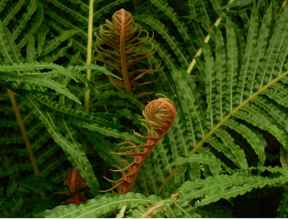 A fern emerging