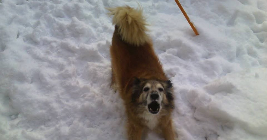 Cookie in the snow.