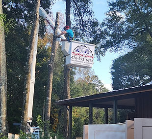 Tree-removal-southern-legacy.jpg