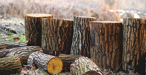 Tree removal services