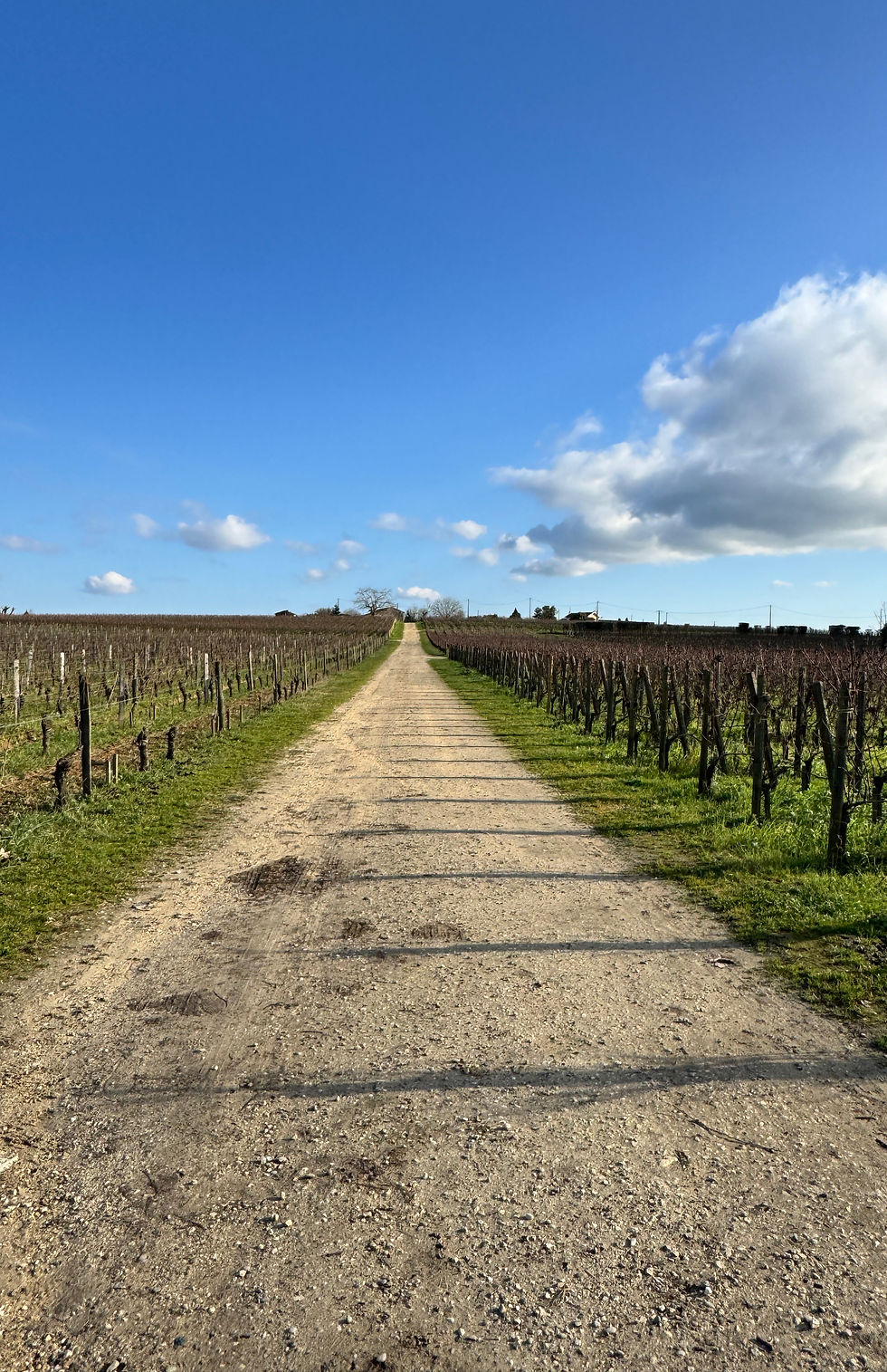 Miniature : Une demi-journée : Graves & Sauternes