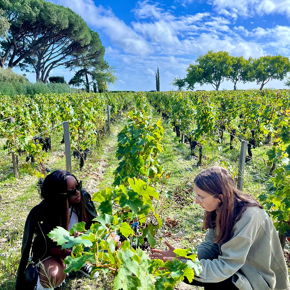Miniatura: Medio día en Margaux y Médoc