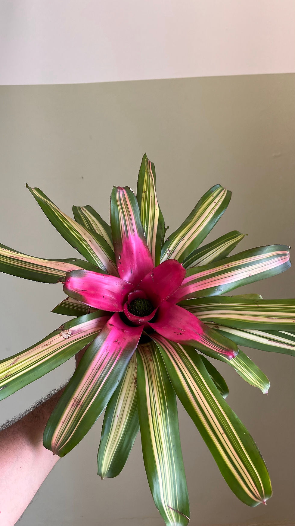 Miniatura: Bromélia do Miolo Rosa