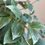 Miniatura: Columeia batom variegada