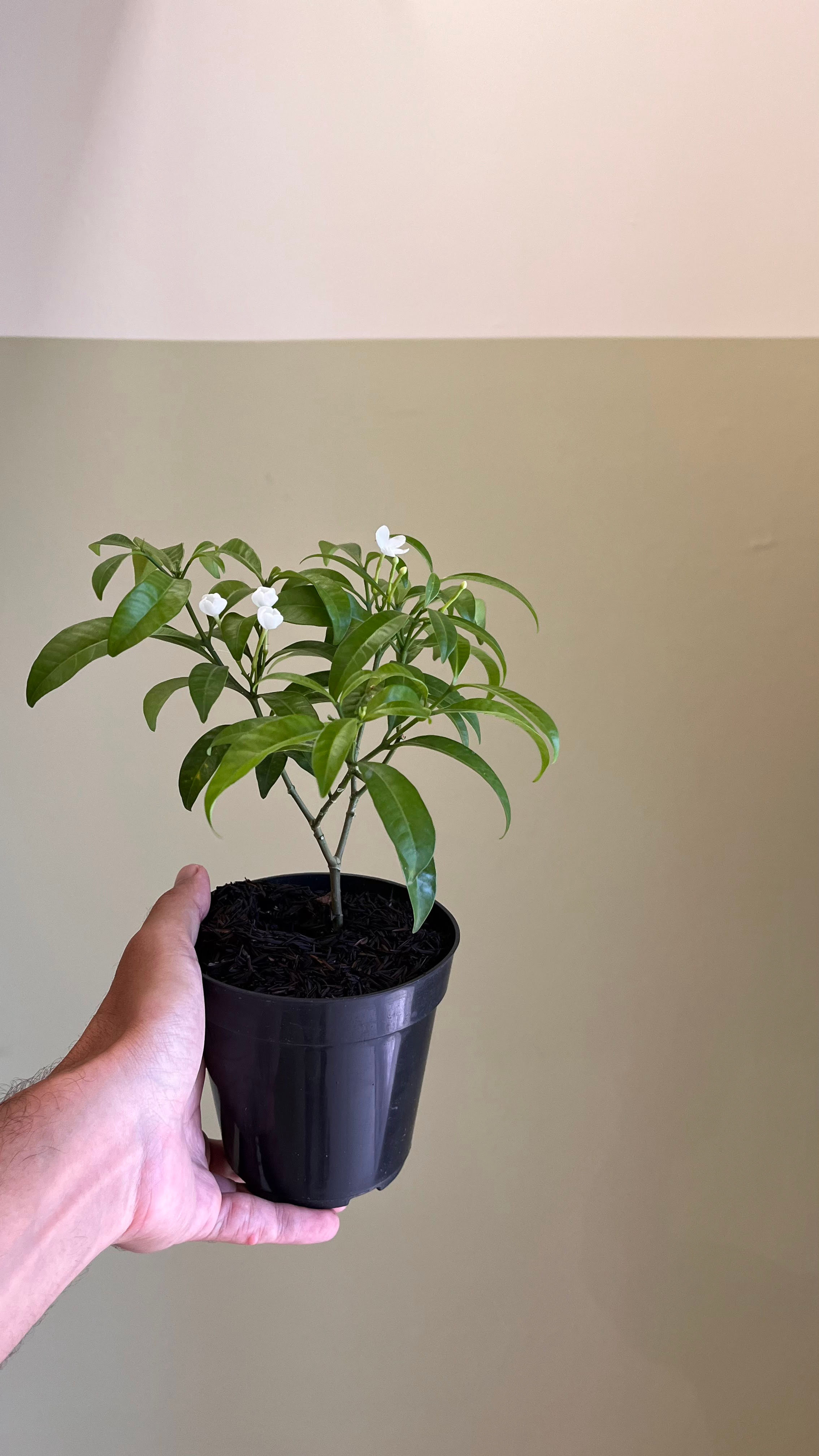 Jasmim Leiteiro Mini