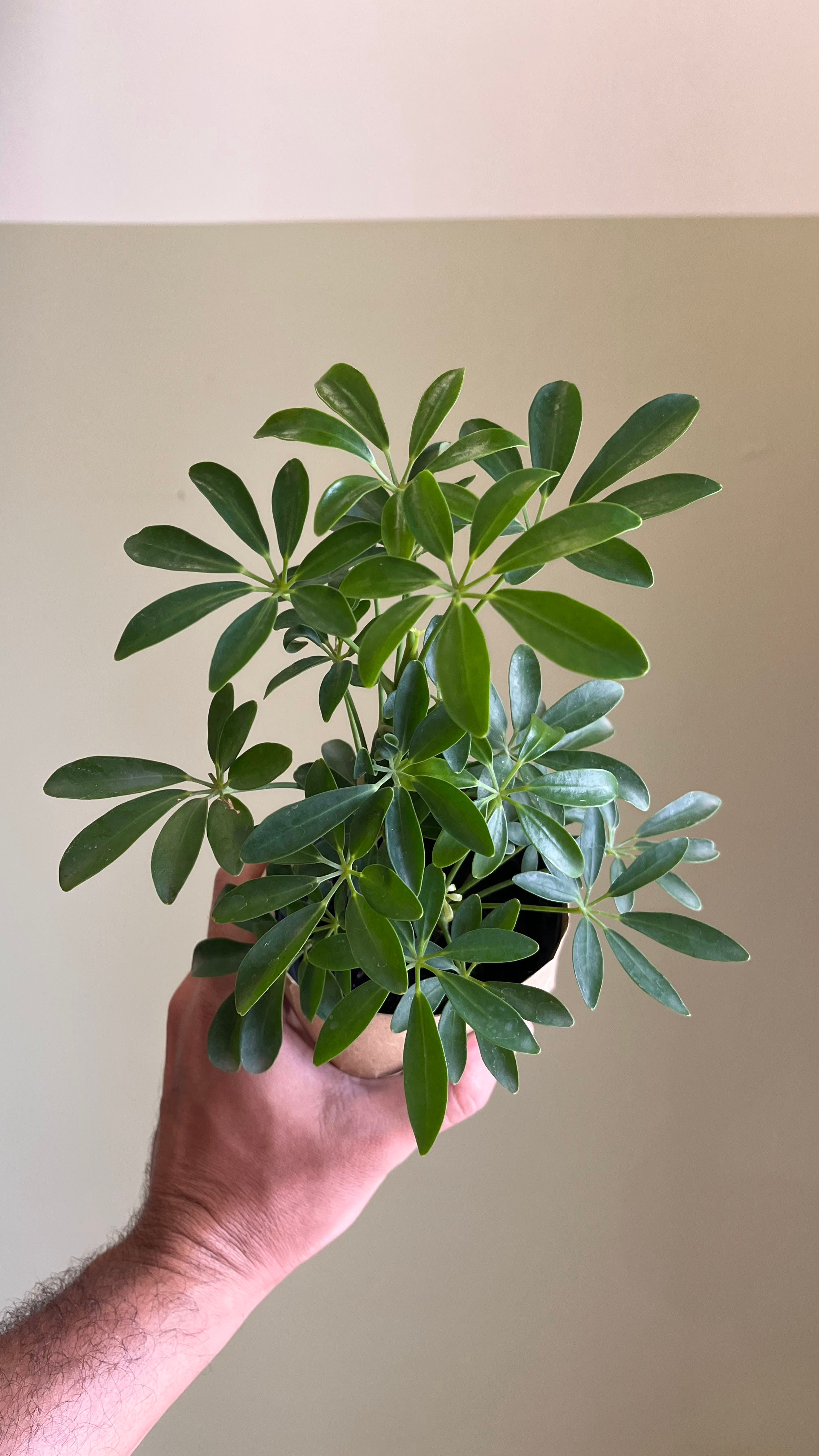 Schefflera borda-branca