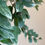 Miniatura: Columeia batom variegada