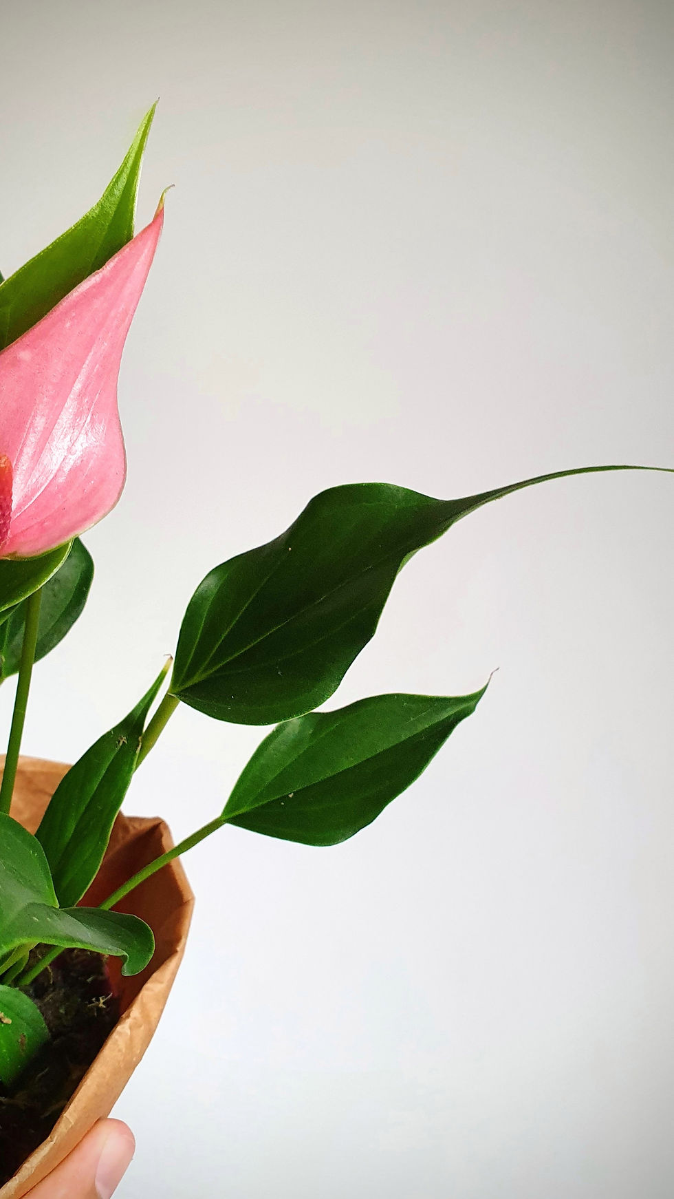 Miniatura: Anthurium lily