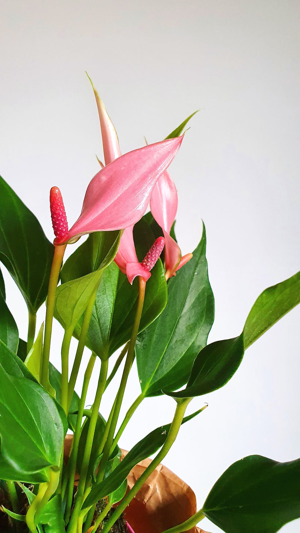 Miniatura: Anthurium lily