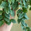Miniatura: Columeia batom variegada