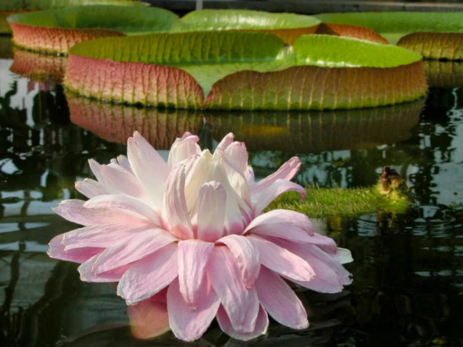 Victoria Regia . El desapego