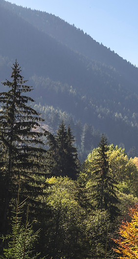Trees and Mountains