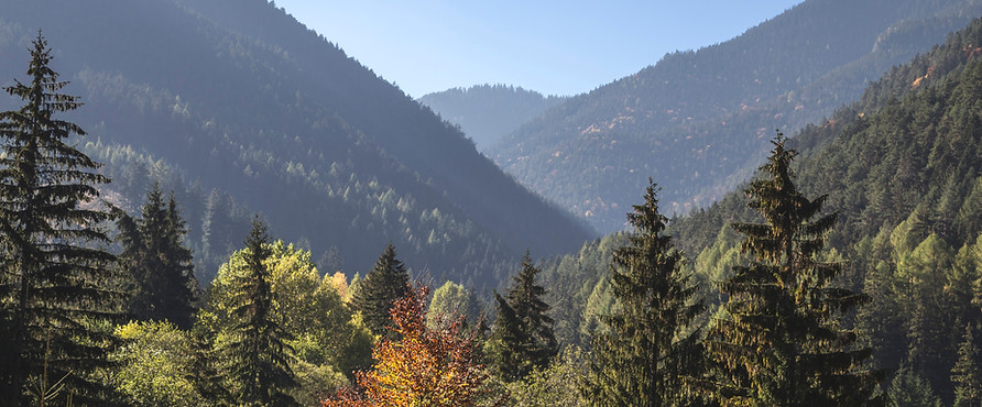 Trees and Mountains