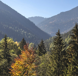 Trees and Mountains