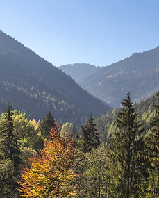 Trees and Mountains