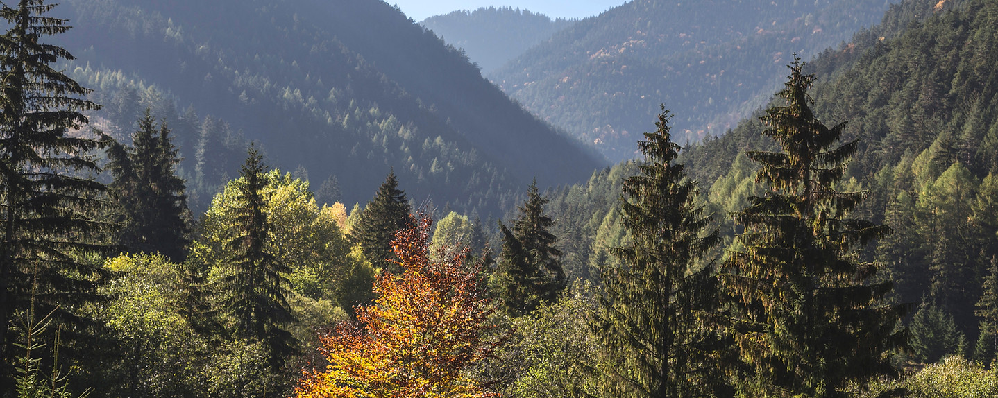 Trees and Mountains