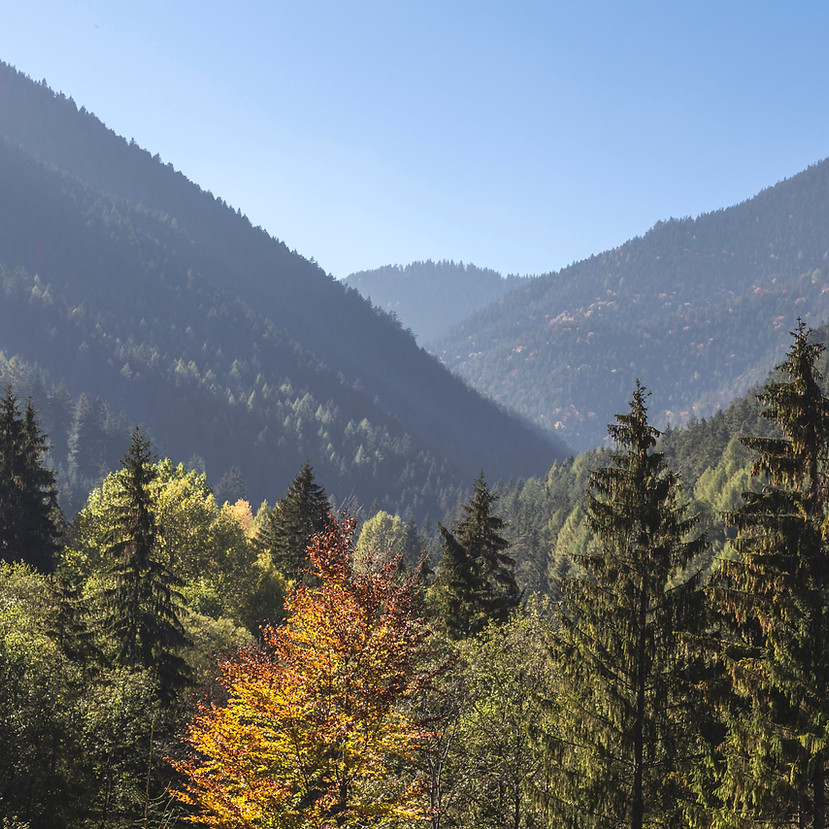 Trees and Mountains