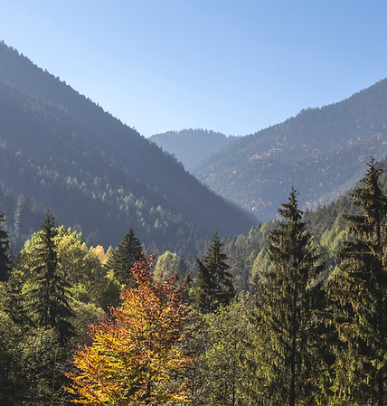 Trees and Mountains
