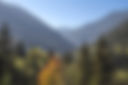 Trees and Mountains