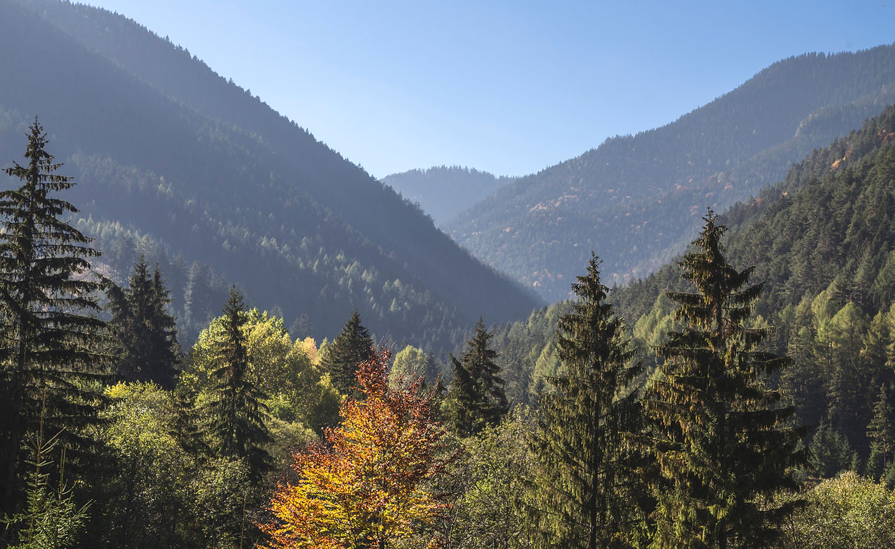 Les arbres et les montagnes