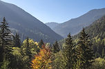 Trees and Mountains