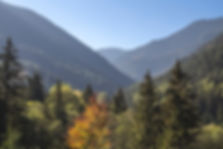 Les arbres et les montagnes