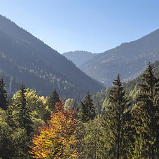 Bäume und Berge