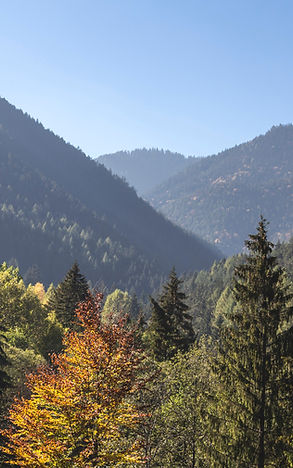 Trees and Mountains