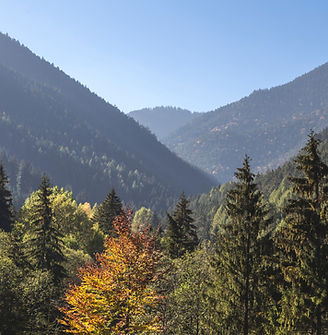 Trees and Mountains
