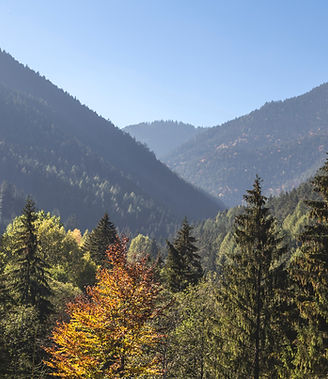 Trees and Mountains