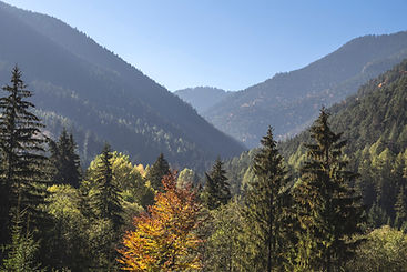 Trees and Mountains