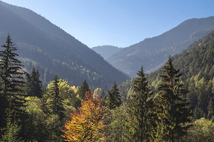 Trees and Mountains