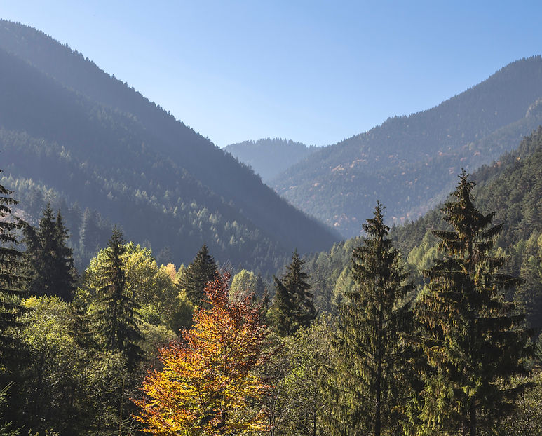 Trees and Mountains
