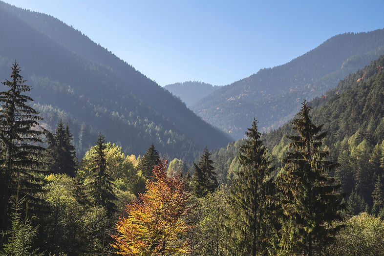 Trees and Mountains