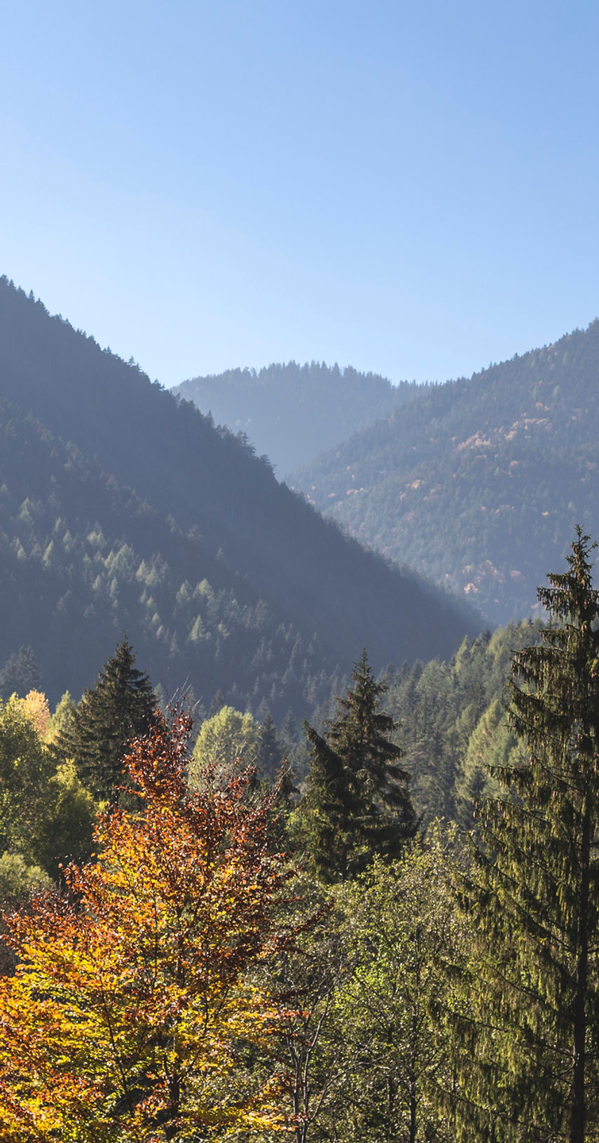 Bäume und Berge