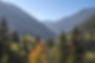 Trees and Mountains
