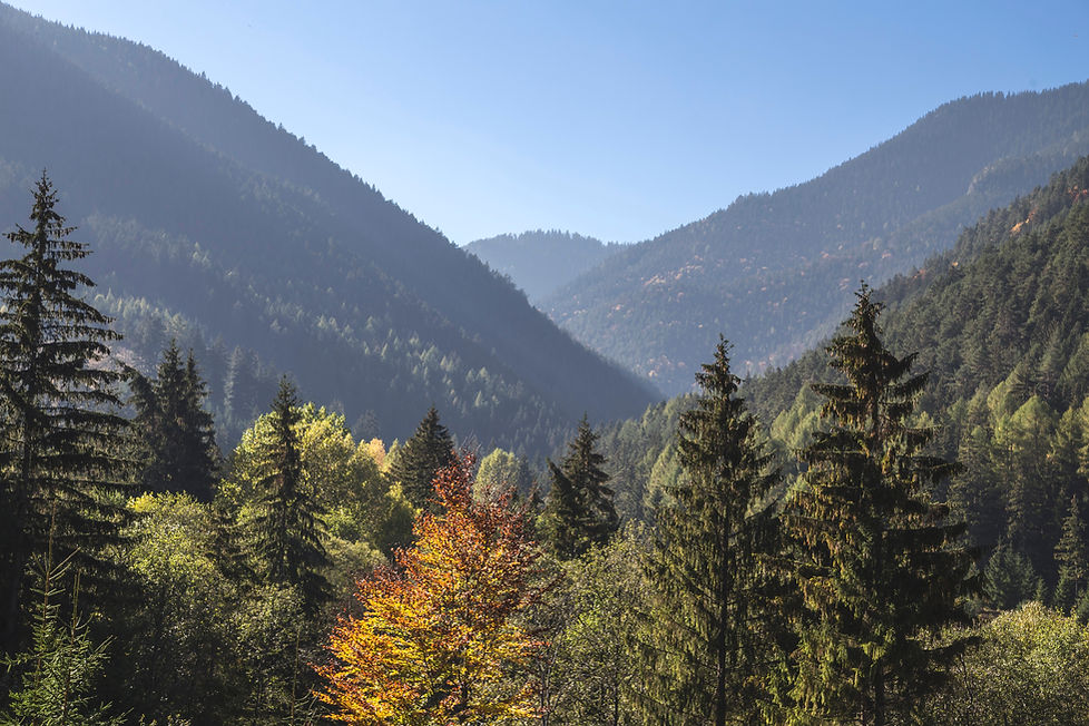 Trees and Mountains