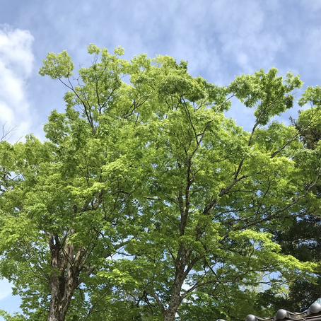 キラキラ緑輝く