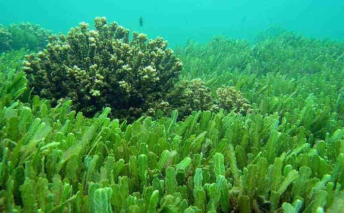 Chlorella image for website.jpg