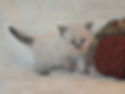 4 weeks old