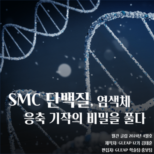 [월간 글립 2024년 4월호] SMC 단백질, 염색체 응축 기작의 비밀을 풀다