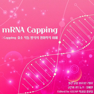 [월간 글립 vol.38 2023년 7월호] mRNA Capping : Capping 효소 작동 방식의 생화학적 이해