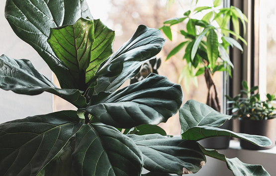 Ficus Lyrata (琴叶榕, Fiddle-Leaf Fig Tree) - The Life Celebrant Singapore