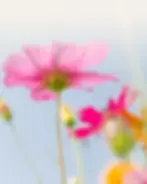 TLC Religious Funeral NonReligious Funeral.webp