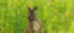 closeup-sitting-rednecked-wallaby-macropus-rufogriseus-animal-farm.jpg