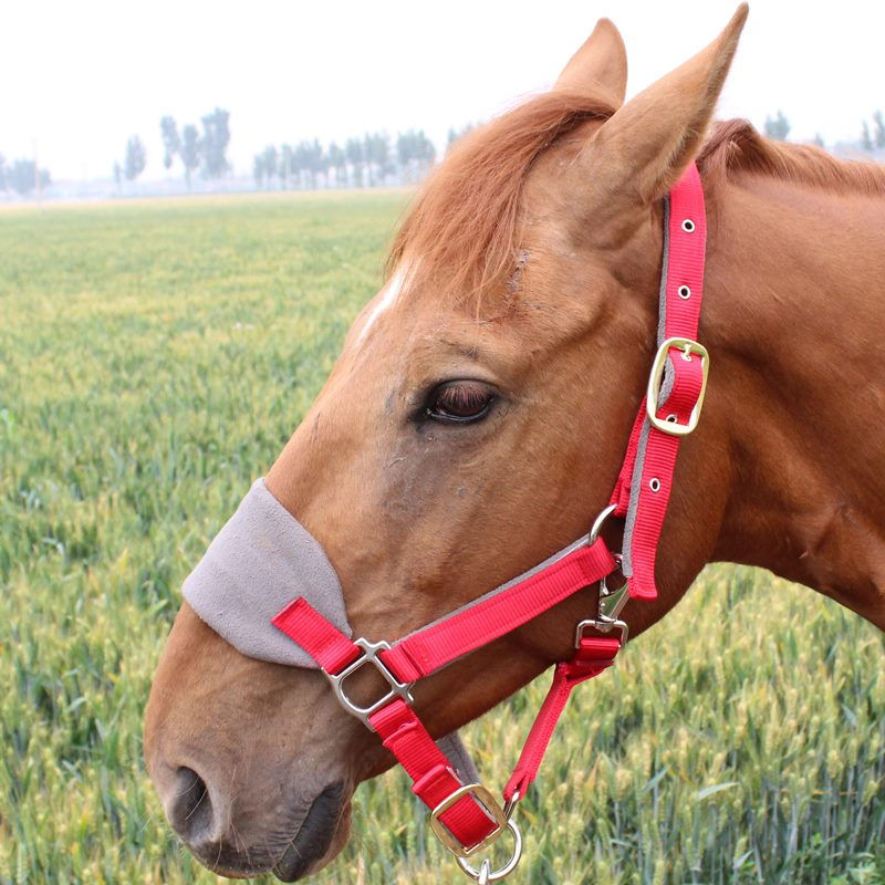Thumbnail: thick bronc halter
