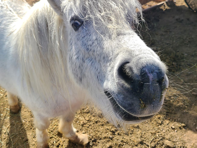 pony1.jpeg