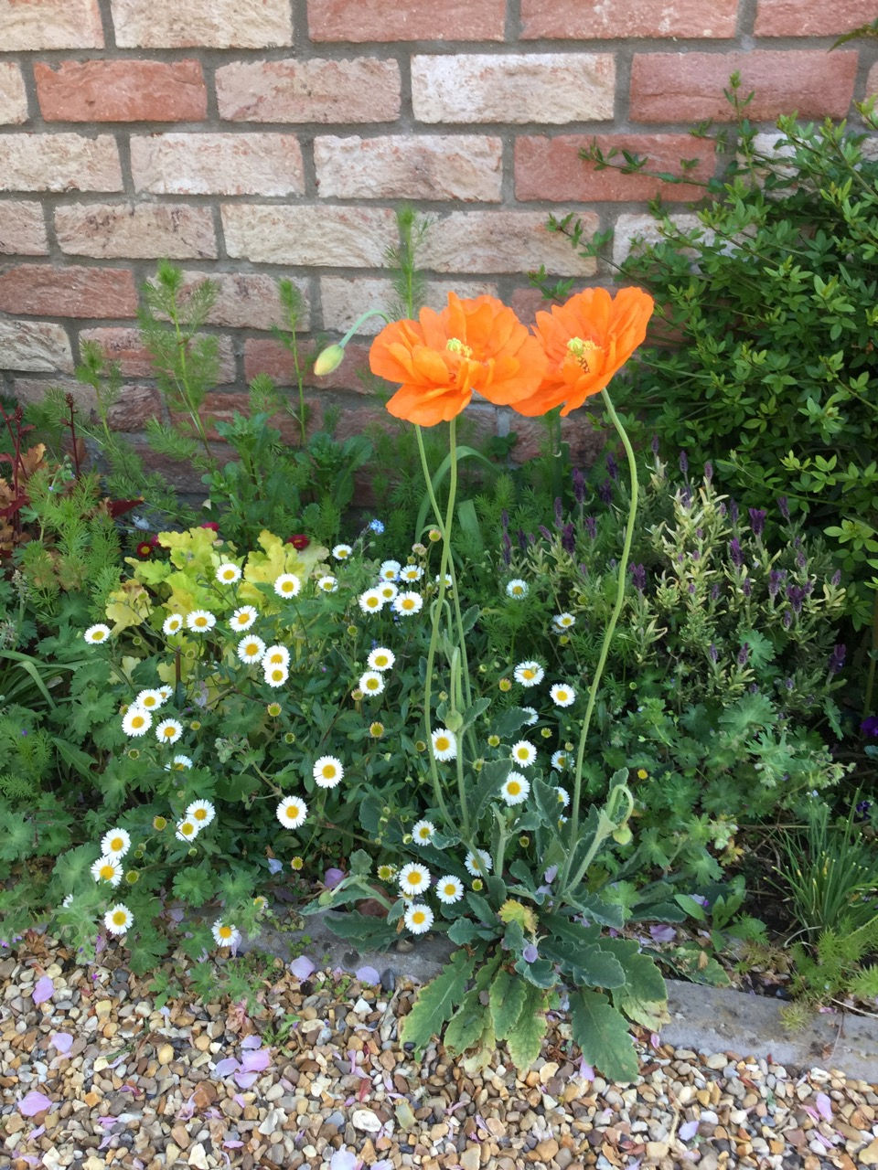 Judy Hanmer's garden - Summer 2020