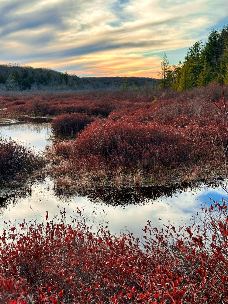 View of a bog and wetland with a sunset sky