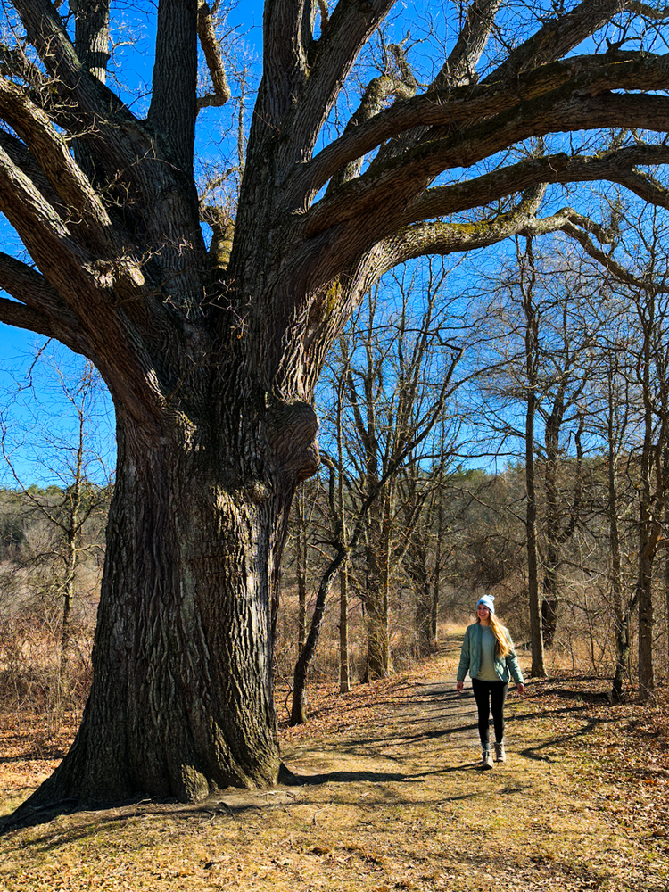 A girl stands under a very large oak tree